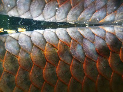 龍魚的水質(zhì)要求：關(guān)于龍魚水質(zhì)要求的詳細(xì)介紹 龍魚的水質(zhì)要求：關(guān)于龍魚水質(zhì)要求的詳細(xì)介紹 龍魚百科 第5張