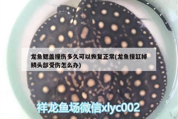 龍魚的水質(zhì)要求：關(guān)于龍魚水質(zhì)要求的詳細(xì)介紹 龍魚的水質(zhì)要求：關(guān)于龍魚水質(zhì)要求的詳細(xì)介紹 龍魚百科 第8張
