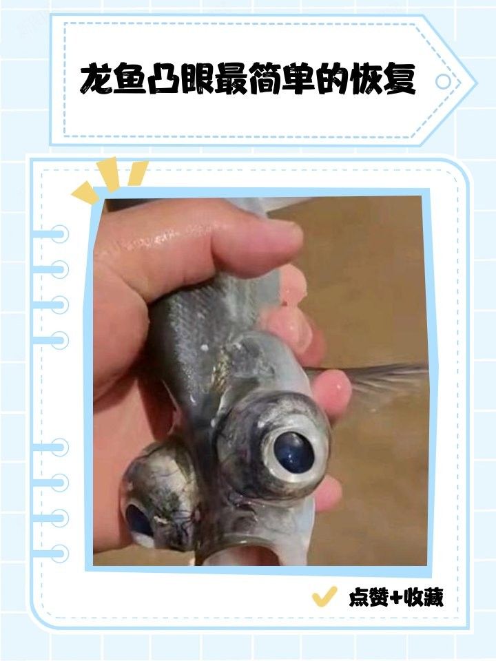 龍魚眼睛手術 還能看到嗎