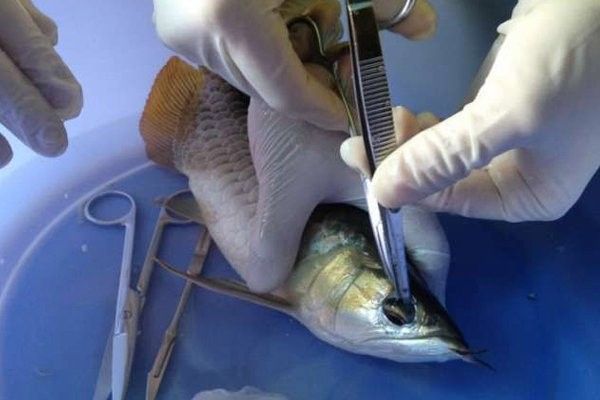 龍魚眼睛手術 還能看到嗎