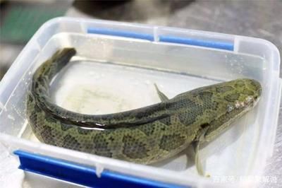 如何保持魚苗飼養水質清潔，保持魚苗飼養水質清潔的方法