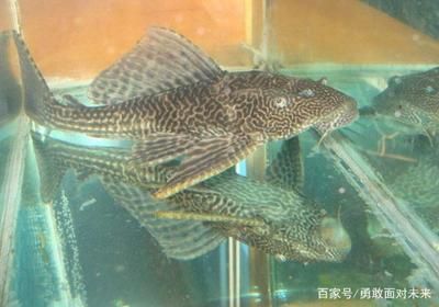 如何保持魚苗飼養水質清潔，保持魚苗飼養水質清潔的方法