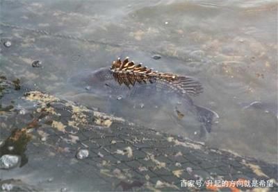 如何保持魚苗飼養水質清潔，保持魚苗飼養水質清潔的方法