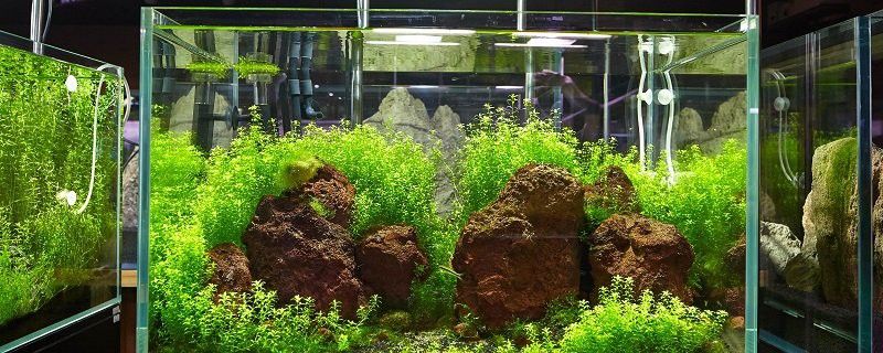 如何安裝龍魚缸壁紙？
