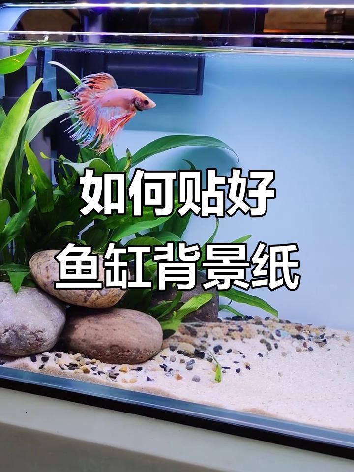 如何安裝龍魚(yú)缸壁紙？
