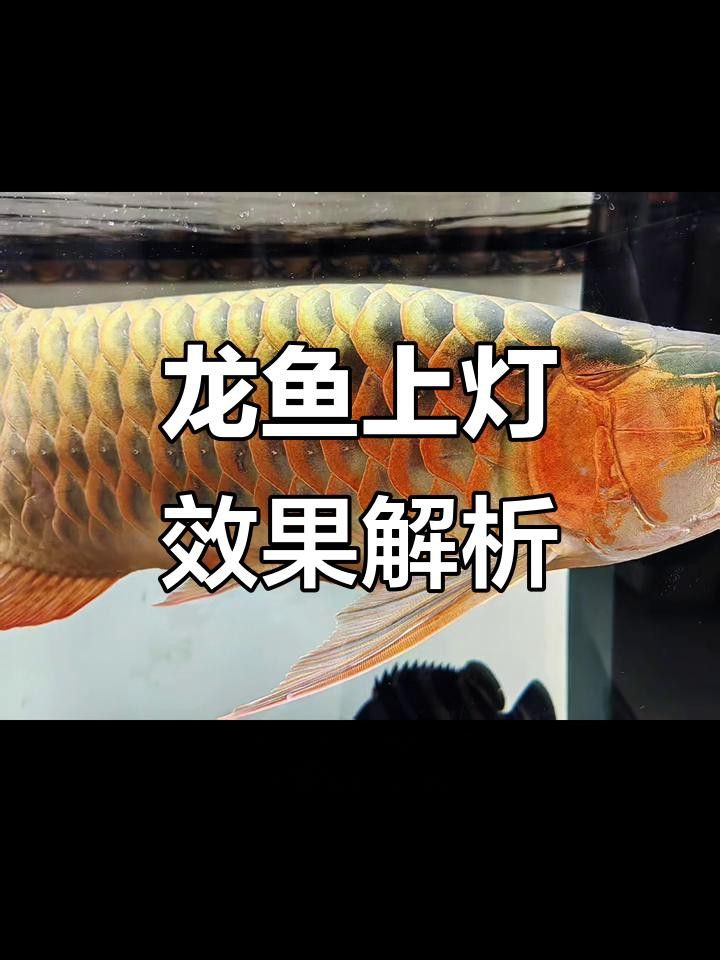 過背藍底金龍魚發色需要哪些光照？ 過背藍底金龍魚發色需要哪些光照？ 龍魚百科 第4張