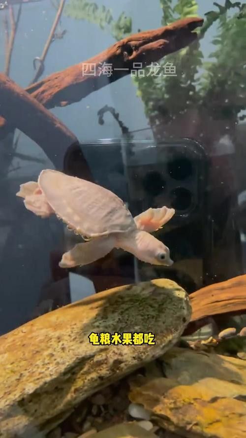 豬鼻龜能和金龍魚混養(yǎng)嗎圖片