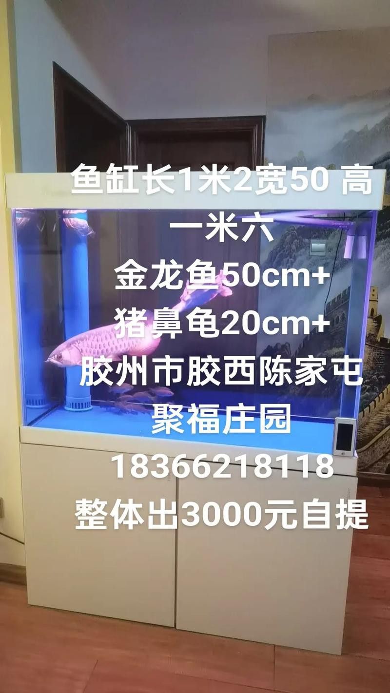 豬鼻龜能和金龍魚混養(yǎng)嗎圖片