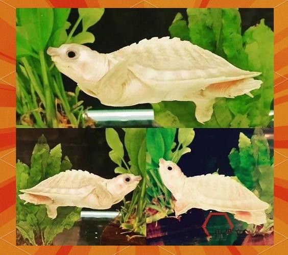 豬鼻龜能和金龍魚混養(yǎng)嗎圖片