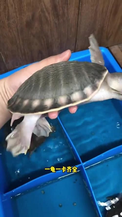 豬鼻龜能和金龍魚混養(yǎng)嗎圖片