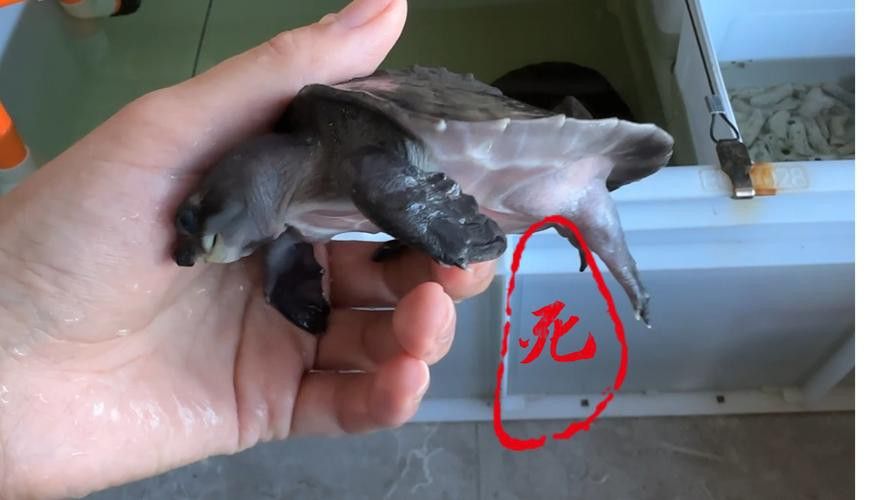 豬鼻龜能和金龍魚混養(yǎng)嗎圖片