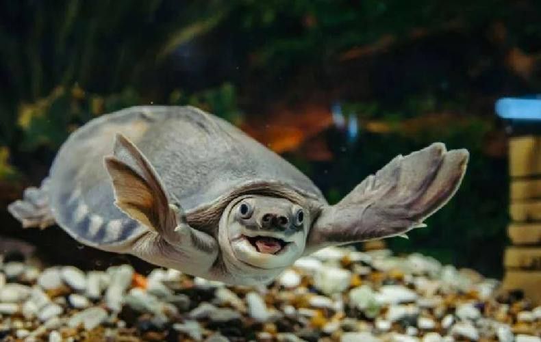 豬鼻龜能和金龍魚混養(yǎng)嗎圖片