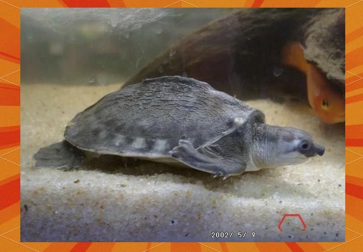 豬鼻龜能和金龍魚混養(yǎng)嗎圖片