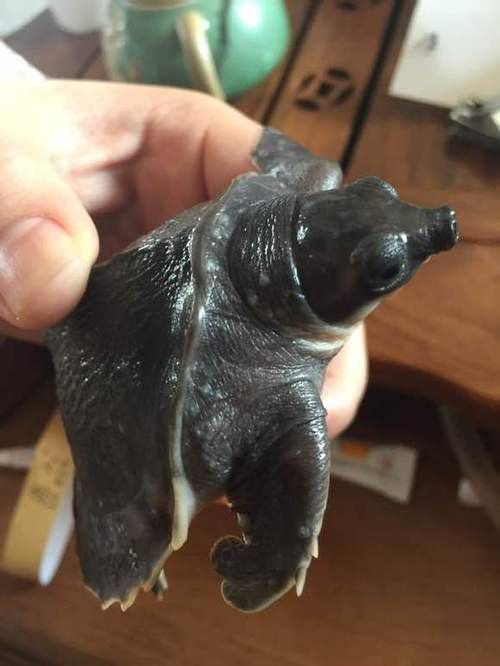 豬鼻龜能和金龍魚混養(yǎng)嗎圖片