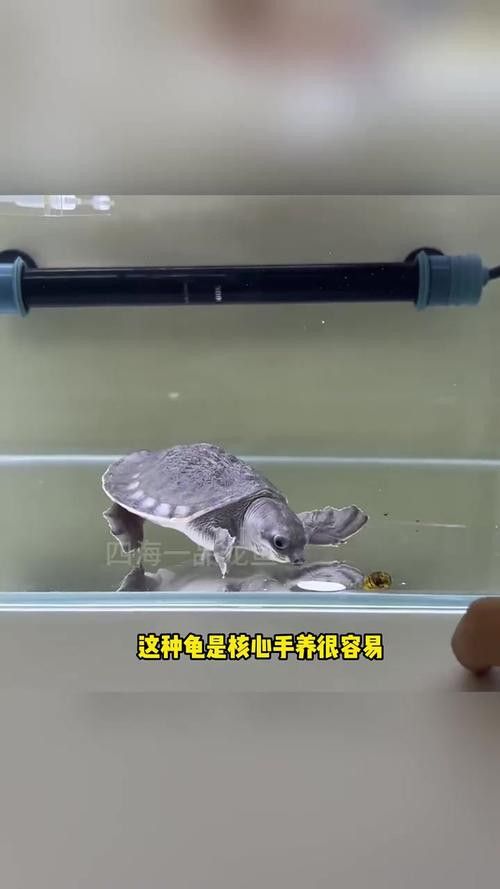 豬鼻龜能和金龍魚混養(yǎng)嗎圖片