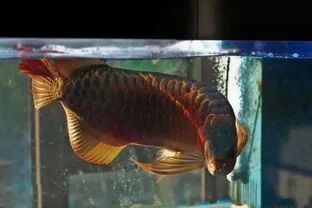 龍魚需要陽光嗎（飼養龍魚時間最好為10-12小時/12小時/） 龍魚需要陽光嗎（飼養龍魚時間最好為10-12小時/12小時/） 龍魚百科 第5張