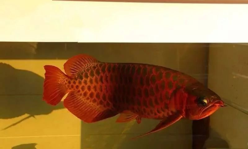 龍魚需要陽光嗎（飼養龍魚時間最好為10-12小時/12小時/） 龍魚需要陽光嗎（飼養龍魚時間最好為10-12小時/12小時/） 龍魚百科 第4張