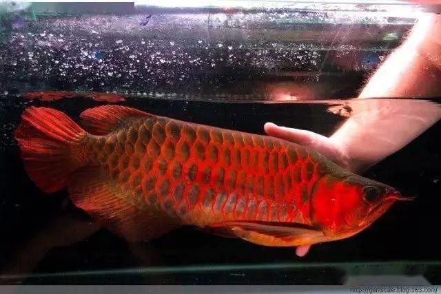 龍魚需要陽光嗎（飼養龍魚時間最好為10-12小時/12小時/） 龍魚需要陽光嗎（飼養龍魚時間最好為10-12小時/12小時/） 龍魚百科 第1張