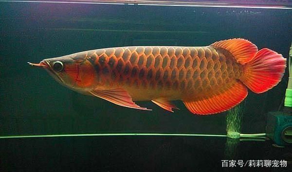 龍魚多大好養:新手養龍魚的入門指南 龍魚百科 第3張 龍魚多大好養:新手養龍魚的入門指南 龍魚多大好養:新手養龍魚的入門指南 龍魚百科 第3張