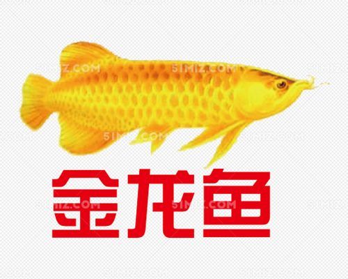 金龍魚icon（金龍魚品牌2024年中國(guó)品牌力指數(shù)（c-bpi）中國(guó)品牌力指數(shù)冠軍）