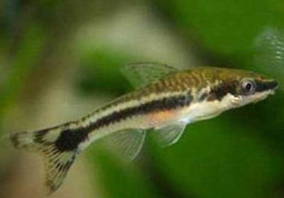 龍魚魚食哪個牌子好吃點又便宜：龍魚魚食品牌推薦