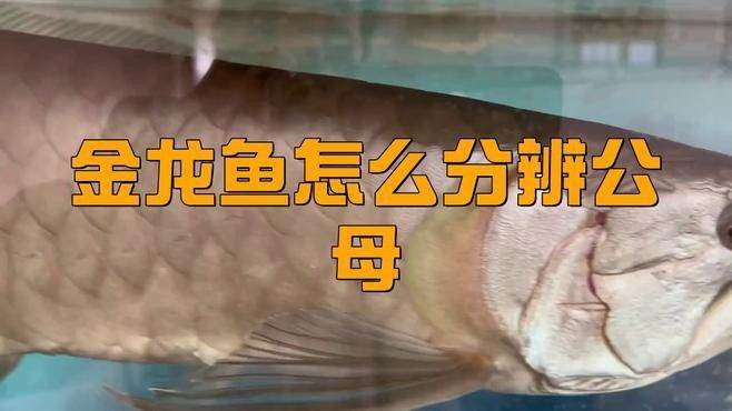 金龍魚公母鑒別方法