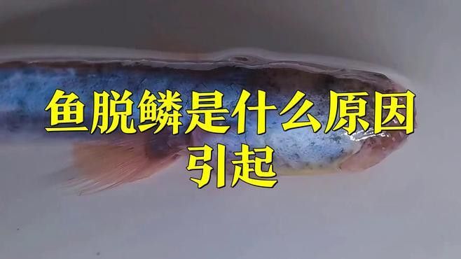 金龍魚背部鱗片掉了