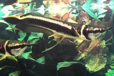 黑龍魚吃什么：關(guān)于黑龍魚的食物習(xí)性的一些詳細(xì)信息