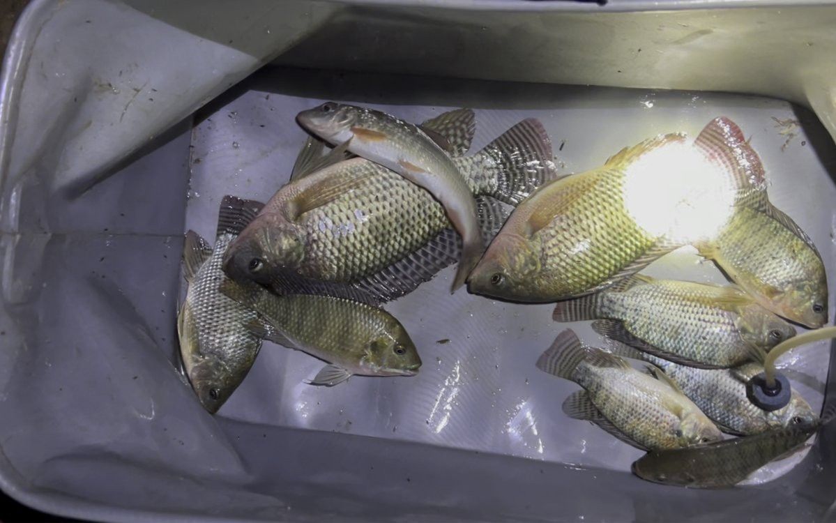 溫州龍魚幾月份最好釣了