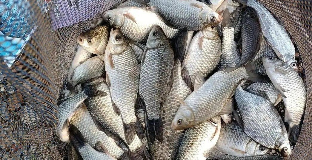 溫州龍魚幾月份最好釣了