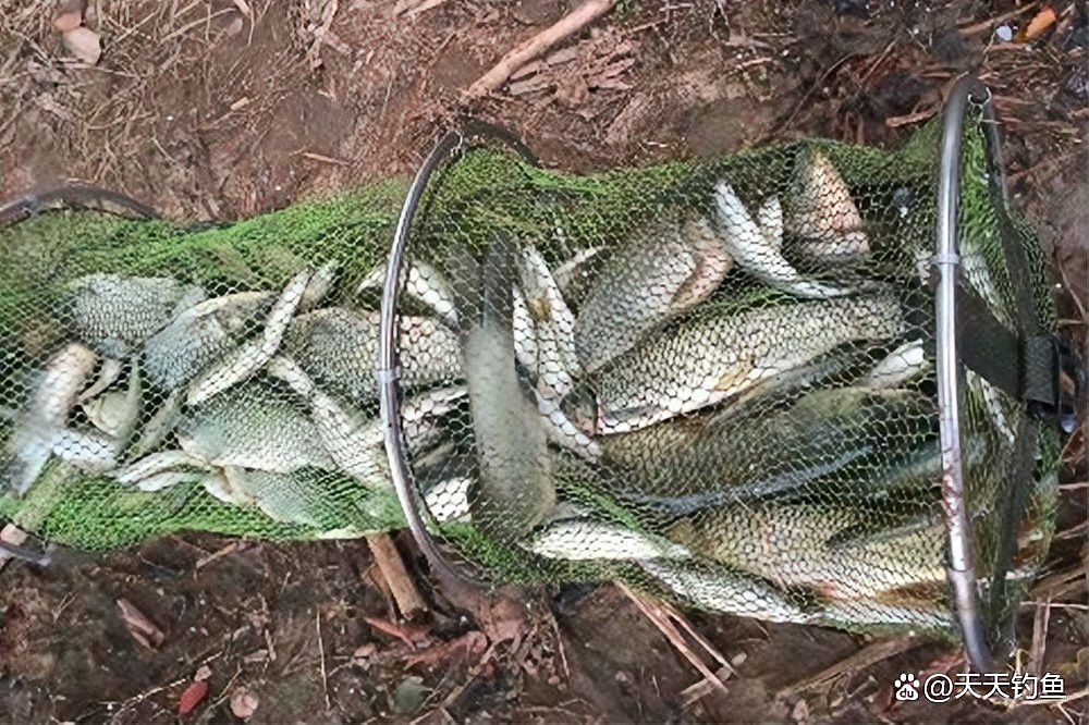 溫州龍魚幾月份最好釣了