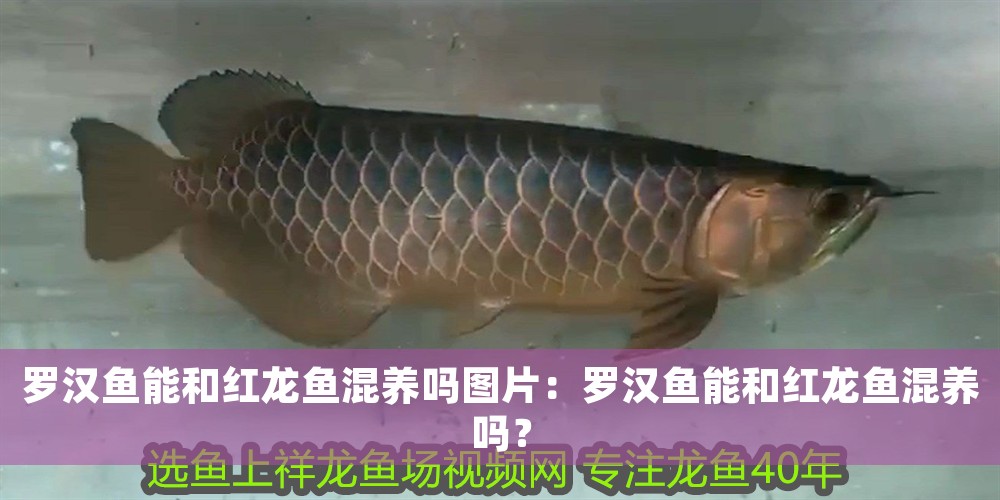 羅漢魚能和紅龍魚混養嗎圖片：羅漢魚能和紅龍魚混養嗎？