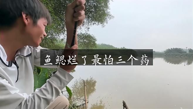 龍魚爛鰓病會傳染嗎？