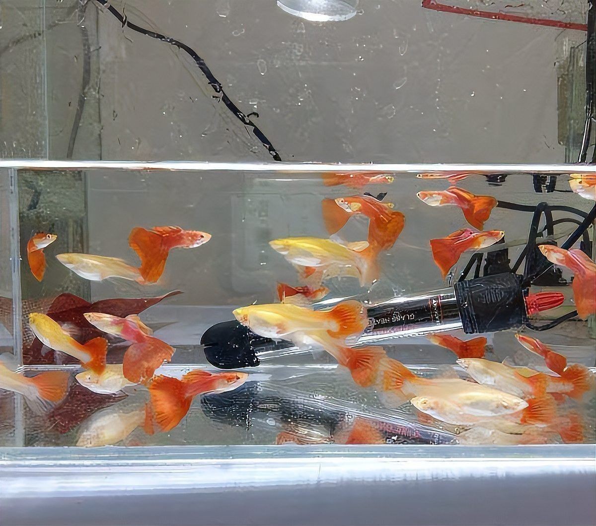 藍玉鳳凰魚一般壽命有多長