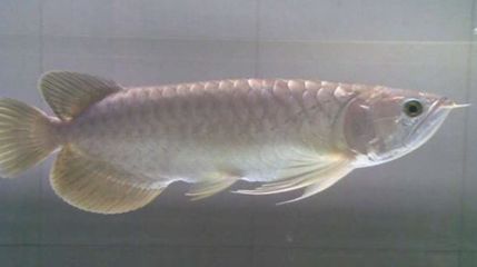 青龍魚15公分大的多少錢（15公分大的青龍魚的價格是多少？）