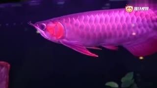 野生紅龍魚能長(zhǎng)多長(zhǎng)：野生紅龍魚能長(zhǎng)多久？
