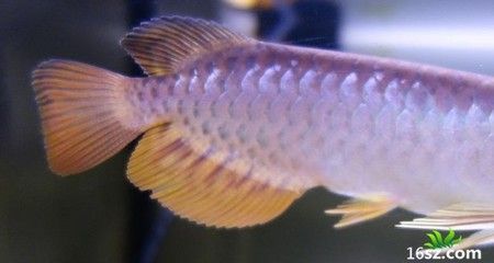 布奇美拉龍魚工業：布奇美拉是什么？