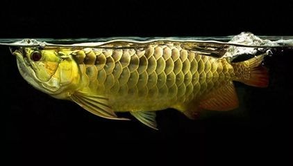 龍魚蒙眼不吃食怎么辦呀：龍魚蒙眼不吃食可能是由多種原因引起的，龍魚水質(zhì)檢測方案