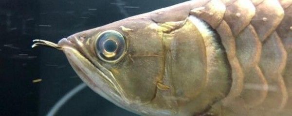 龍魚蒙眼不吃食怎么辦呀：龍魚蒙眼不吃食可能是由多種原因引起的，龍魚水質(zhì)檢測方案
