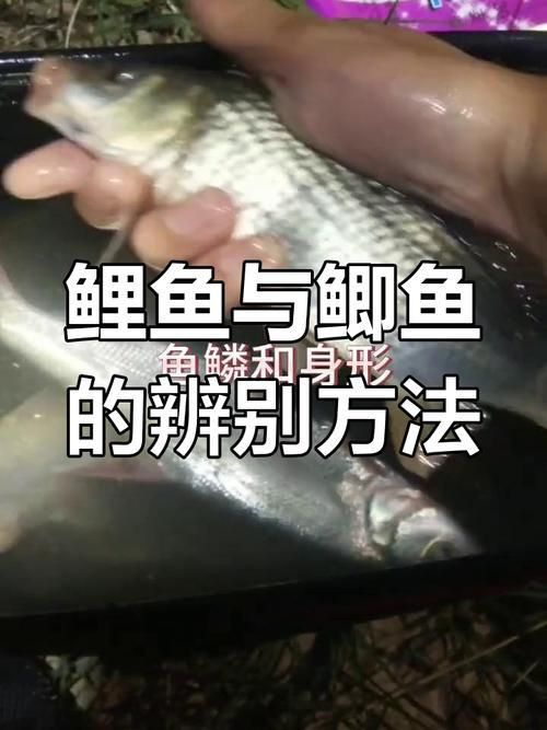 鯉魚和鯽魚圖片對比