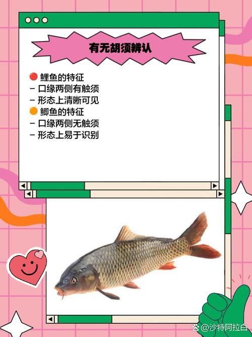鯉魚和鯽魚圖片對比