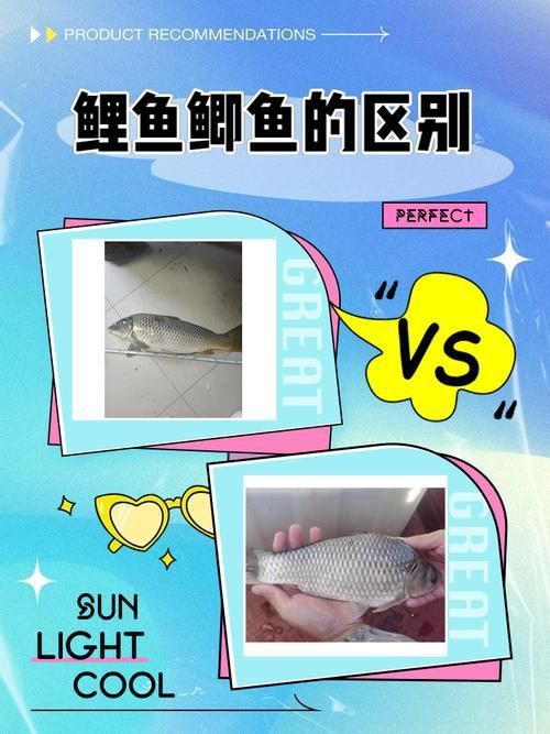 鯉魚和鯽魚圖片對比
