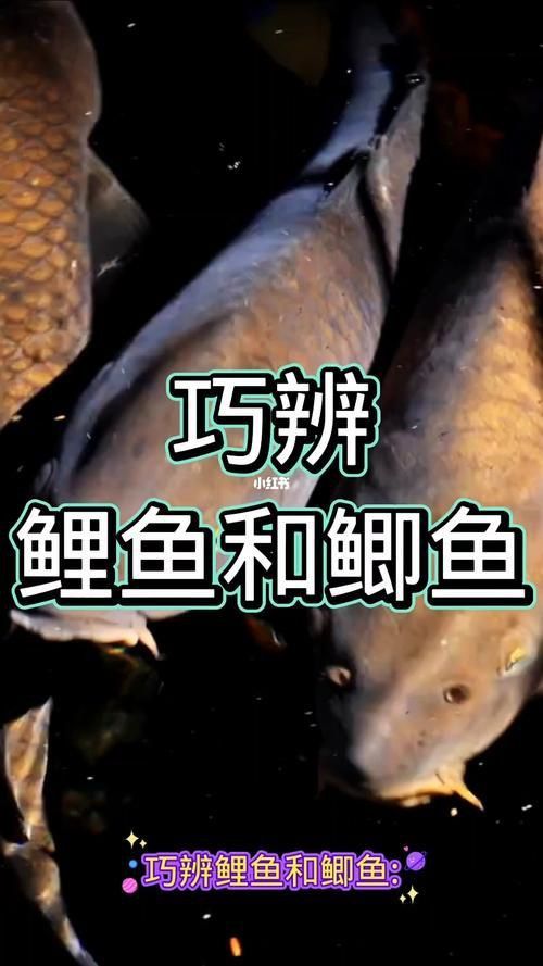 鯉魚和鯽魚圖片對比