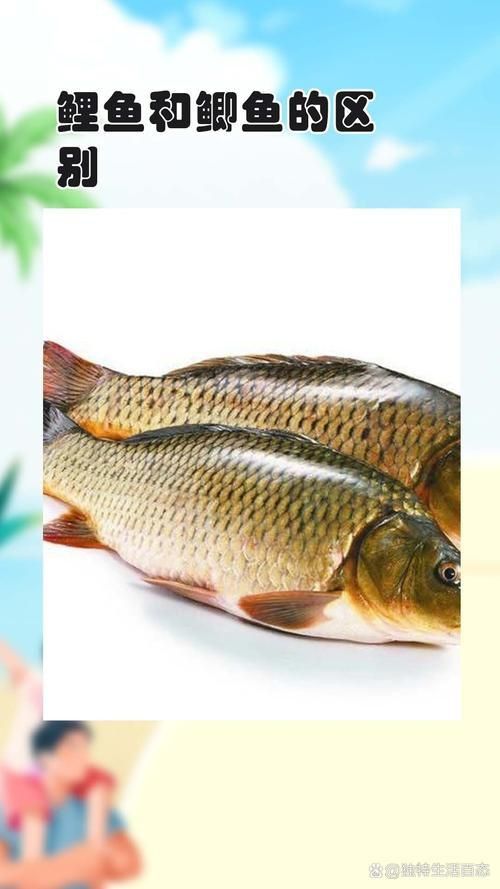 鯉魚和鯽魚圖片對比