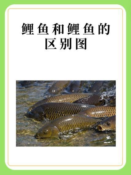鯉魚和鯽魚圖片對比