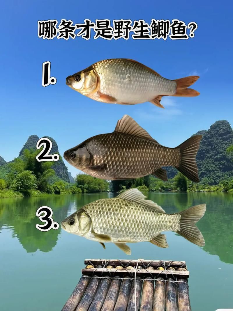 鯉魚和鯽魚圖片對比