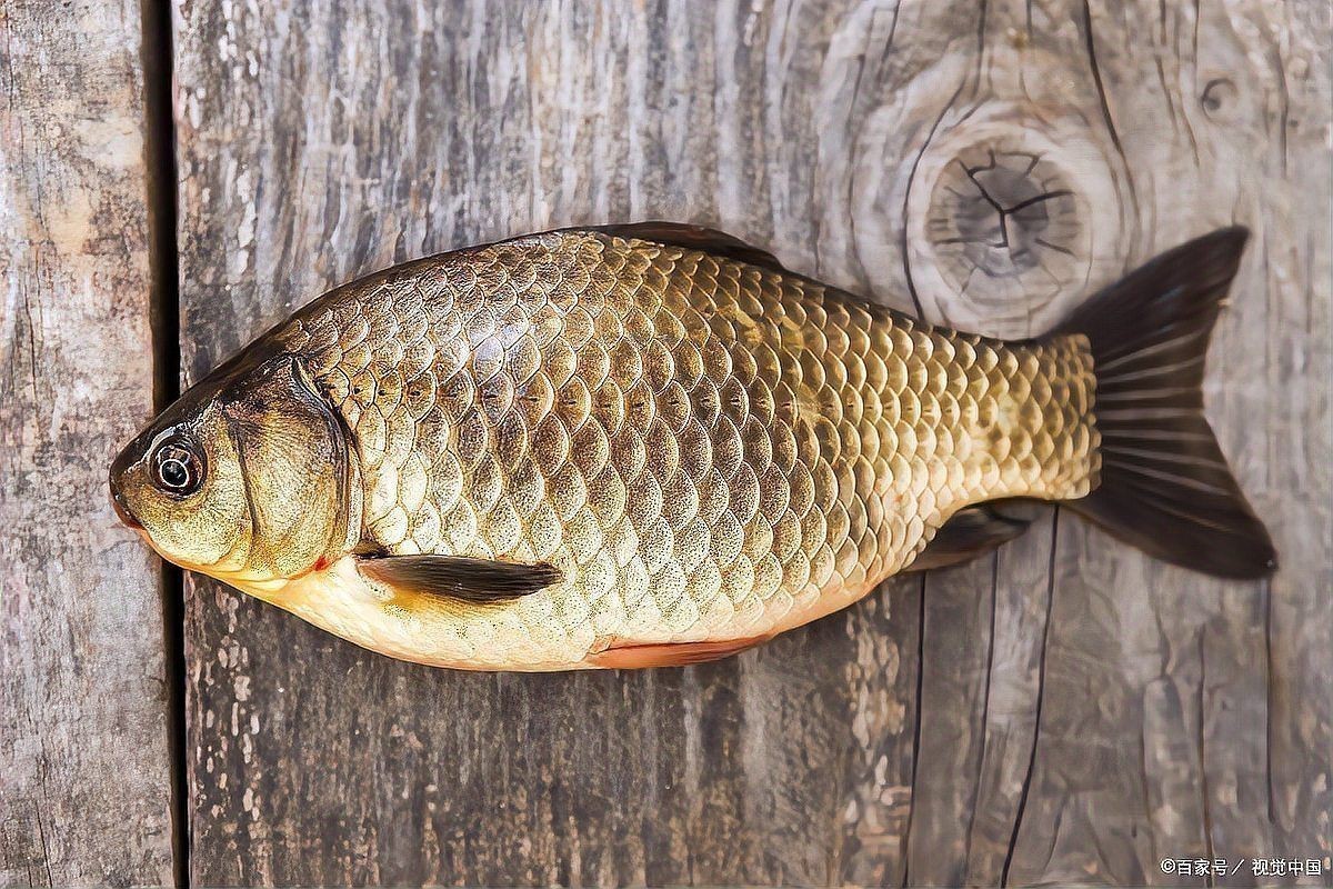 鯉魚和鯽魚圖片對比