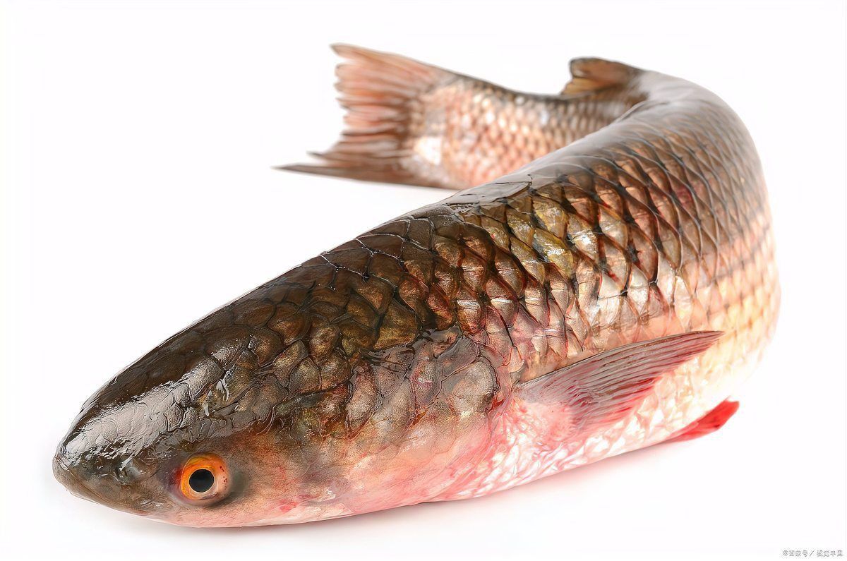 鯉魚和鯽魚圖片對比