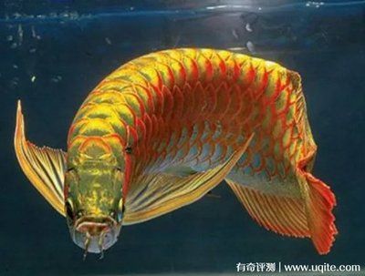 金龍魚品相好的多少錢：金龍魚品相好的多少錢品相好的金龍魚品相好的多少錢