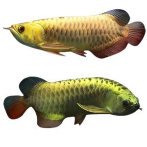 頂級紅龍魚品牌有哪些品種的魚苗:頂級紅龍魚品牌有哪些品種的魚苗品種及其特點 龍魚百科 第2張 頂級紅龍魚品牌有哪些品種的魚苗:頂級紅龍魚品牌有哪些品種的魚苗品種及其特點 頂級紅龍魚品牌有哪些品種的魚苗:頂級紅龍魚品牌有哪些品種的魚苗品種及其特點 龍魚百科 第2張